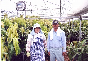 マンゴー収穫後のハウスで、西俣さんご夫婦