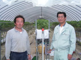 イチゴ育苗ハウス内での遠井さん(左)とジェイエイ栃木グリーン淺川課長