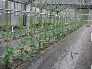 大型農POハウスのメロン立体栽培