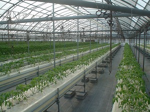 色々なステージのトマトが計画的に栽培されている低段密植栽培による高糖度トマトの栽培風景