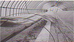 クリンテートを外張り・トンネル・マルチに使用している皆川さんのハウス